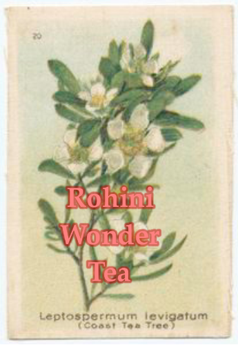 ROHINI WONDER TEA* -Autumnal flush